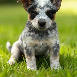 Rook 3500 - Blue mottled male Australian Cattle Dog puppy in Kalispell, Montana from BTR Australian Cattle Dogs