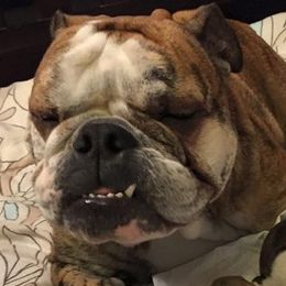 Bulldogs from Burns Bullies