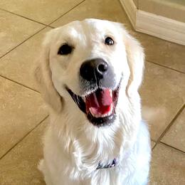 Glory - Golden Retriever