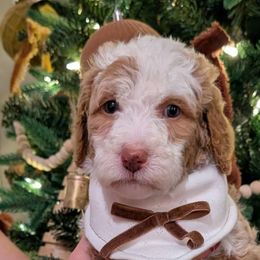 Honey - Bernedoodle puppy from Asbury & Co Farms
