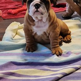 Bulldog Puppies from Mary Estabrook