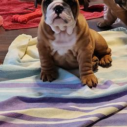 Bulldog Puppies from Mary Estabrook
