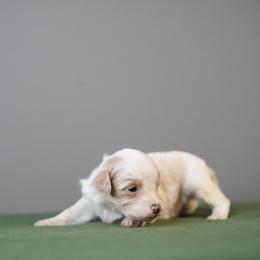 Sage - Apricot female Schnoodle puppy in Caldwell, Idaho from Boise Doodle Co.