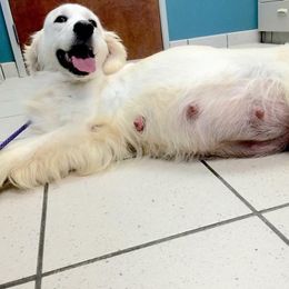 Golden Retriever Puppies from HuesofGold Halos