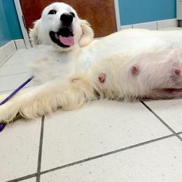 Golden Retriever Puppies from HuesofGold Halos