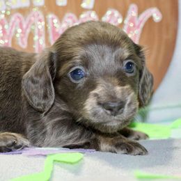 Tinker - Blue and cream female Dachshund puppy in Bellville, Ohio from JK Mini Doxies