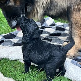 Labradoodle Puppies from Bear Creek Labradoodles