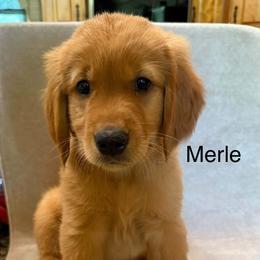 Merle - Dark golden male Golden Retriever puppy in Winnsboro, Texas from Crimson Golden Retrievers