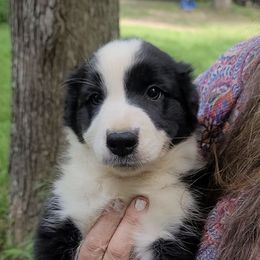 Bonnie - Black and white female Border Collie puppy in Goldston, North Carolina from Bordercolliecouple