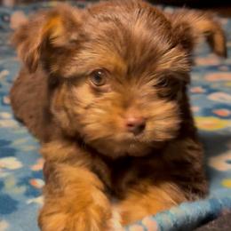 Odie. - Chocolate and tan male Yorkshire Terrier puppy in Buda, Texas from BIOLA'S YORKIES