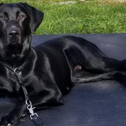 Ruby - Labrador Retriever