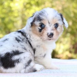 American Corgi Puppies from Diamond Corgis