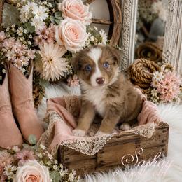 Sashay - Red merle female Australian Shepherd puppy in Albany, Kentucky from Blue Ridge