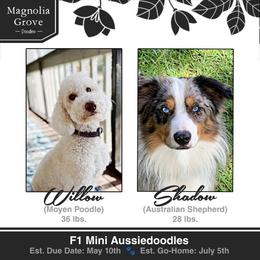 Aussiedoodle puppies from Magnolia Grove Doodles