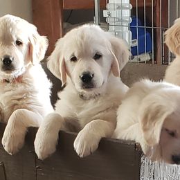 Golden Retriever Puppies from Garden Creek Goldens