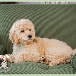 Aaron - Red male Cockapoo puppy in Connersville, Indiana from Deaz Doodle Ranch