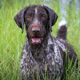 Ruskyn - German Wirehaired Pointer