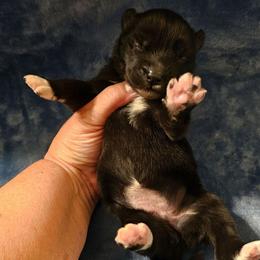 Genesis - Black female Siberian Husky puppy in Urbana, Ohio from Fairhaven's Siberian Huskies