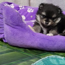 Pomeranian Puppies from Pawsome Poms