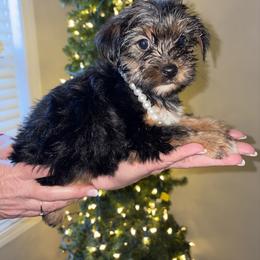 GIRL 2 - Black and tan female Yorkshire Terrier puppy in Loganville, Georgia from The Doggy Empire