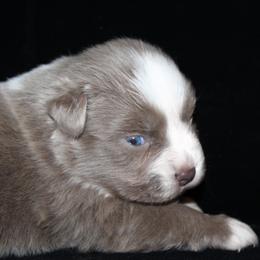 Candy - Dilute red female Australian Shepherd puppy in Ingram, Texas from Rocky Mountain Aussies