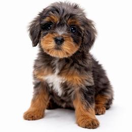 Ivy - Merle female Goldendoodle puppy in Springfield, Ohio from Dawson's Royal Companions