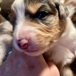 Ridge - Red merle male Miniature Australian Shepherd puppy in Somerset, Kentucky from Natural Life Ranch