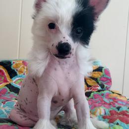 Chinese Crested Puppies from Jewels Chinese Cresteds