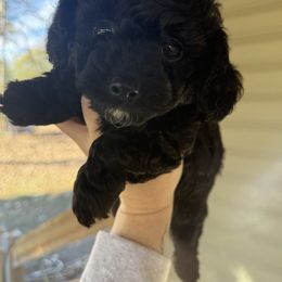 Tubbs - Black male Goldendoodle puppy in Wiggins, Mississippi from Hall Family Doodle Ranch