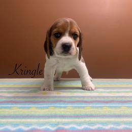 Kringle - Black tan and white male Beagle puppy in St. Cloud, Minnesota from Beagle Blessings
