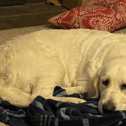 Belgian Sheepdogs and Golden Retrievers from Mi-Kels Belgians and Goldens