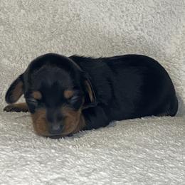 Buttons - Black and tan male Dachshund puppy in Mocksville, North Carolina from The Dachs of Hazzard Dachshunds