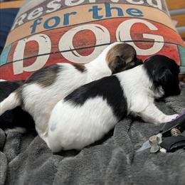 Joy - Black and white female Havanese puppy in Anderson, South Carolina from Moe's Goldens and HavAntics