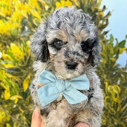 Justin - Blue merle male Bernedoodle puppy in Miami, Florida from Jade’s Paws & Co. Of Miami LLC