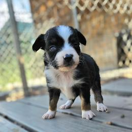 Roxie - Blue tri female Toy Australian Shepherd puppy in Snowflake, Arizona from Halfpint Aussies