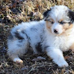 Australian Shepherd Puppies from Danell Australian Shepherd