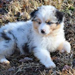 Australian Shepherd Puppies from Danell Australian Shepherd