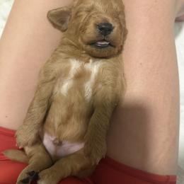 Goldendoodle Puppies from Silver Barn Doodles