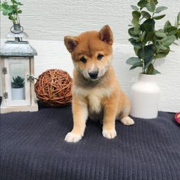 Ty - Sesame male Shiba Inu puppy in Illinois from Precious-Puppies