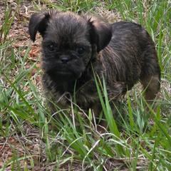 Ollie - Belge male Brussels Griffon puppy in Yucaipa, California from Griffs & Giggles Ranch - The Cortez Family