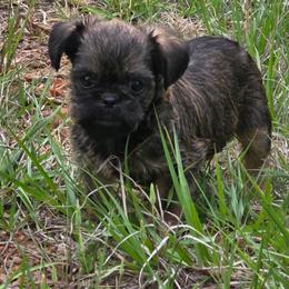 Ollie - Belge male Brussels Griffon puppy in Yucaipa, California from Griffs & Giggles Ranch - The Cortez Family