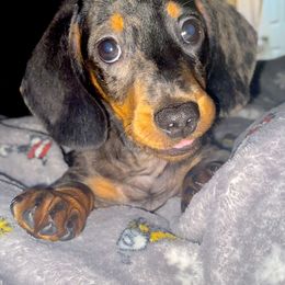 Dachshund Puppies from Harper’s Waggin Winnie’s