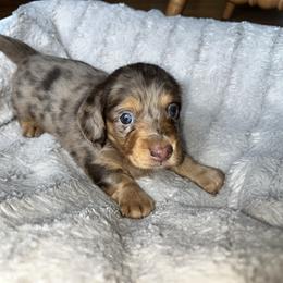 Chocolate Dapple Male 1 - Dapple male Dachshund puppy in Charlotte, Michigan from Blue Diamond Danes