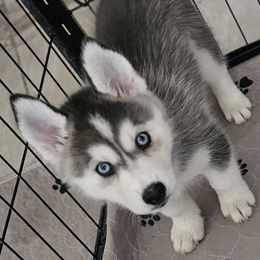 Pomsky Puppies from Peoria Pomskies