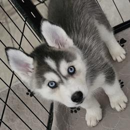 Pomsky Puppies from Peoria Pomskies