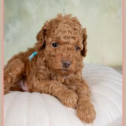 Bradley - Red male Cockapoo puppy in Connersville, Indiana from Deaz Doodle Ranch
