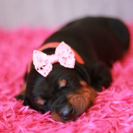 Companion Crosses and Doberman Pinschers from Tx Pups