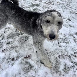 Mildred - Bernedoodle
