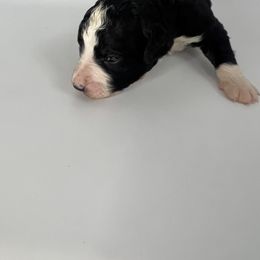 Yellow Girl - Bernedoodle puppy in Wexford County, Michigan from Blissful Bernedoodles