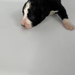 Yellow Girl - Bernedoodle puppy in Wexford County, Michigan from Blissful Bernedoodles